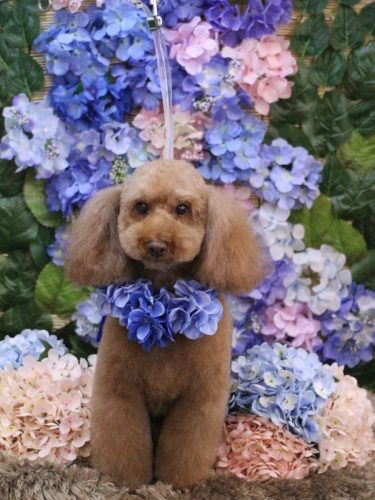 20250605まろんちゃん